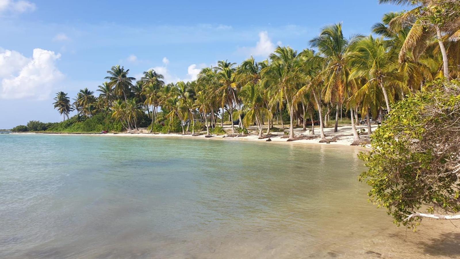 Studios Angoreva Vue Mer - Cote Plage Ou Jardin - Village Vacances - Sainte-Anne Guadeloupe Courcelles Eksteriør billede